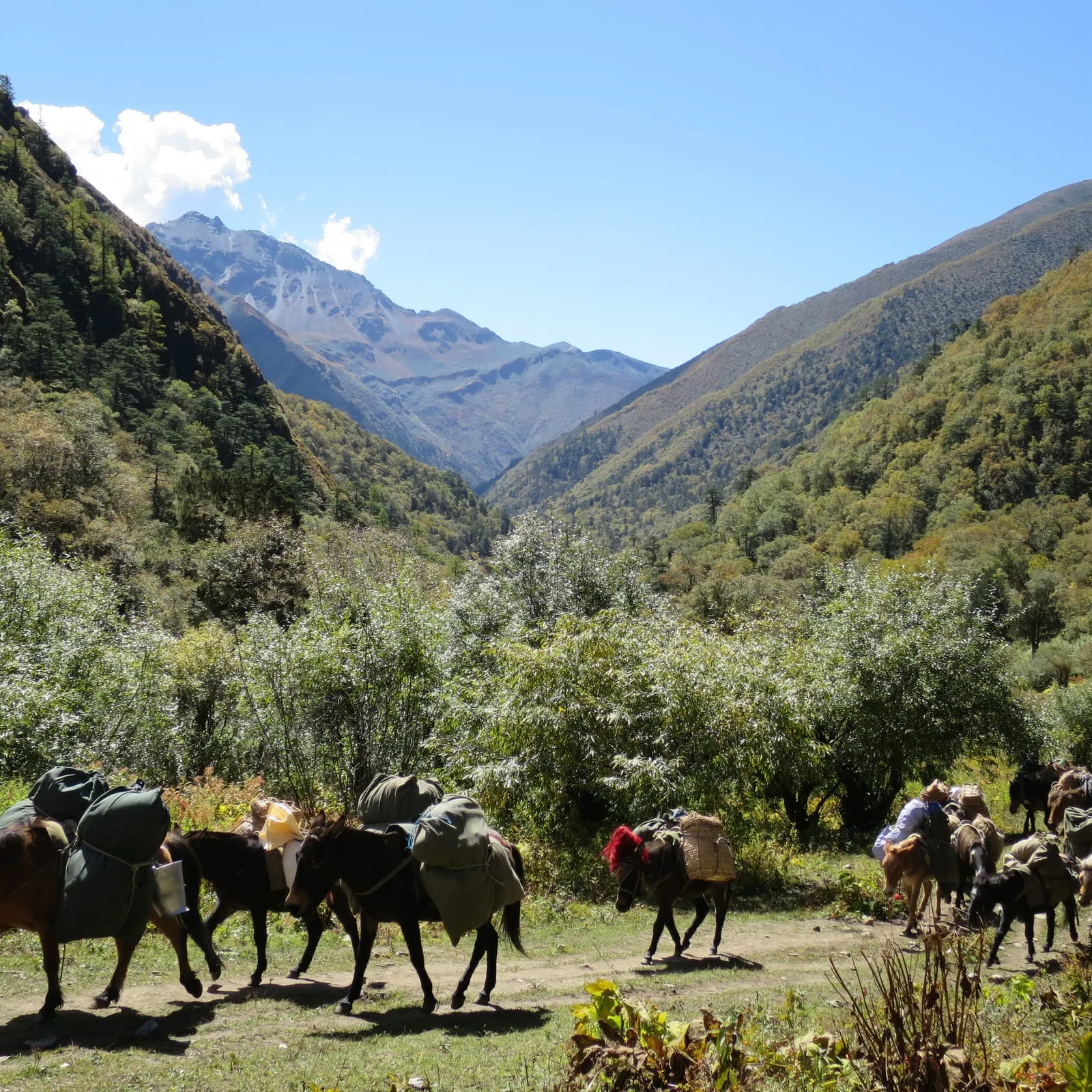 Pack ponies on the trail through the lower valley
