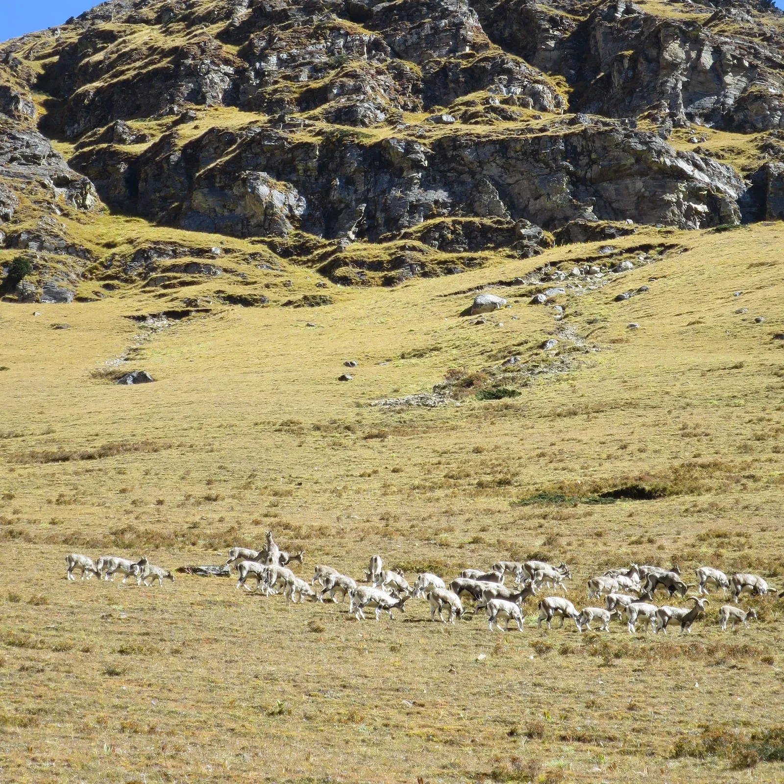 A herd of blue sheep on the high pastures