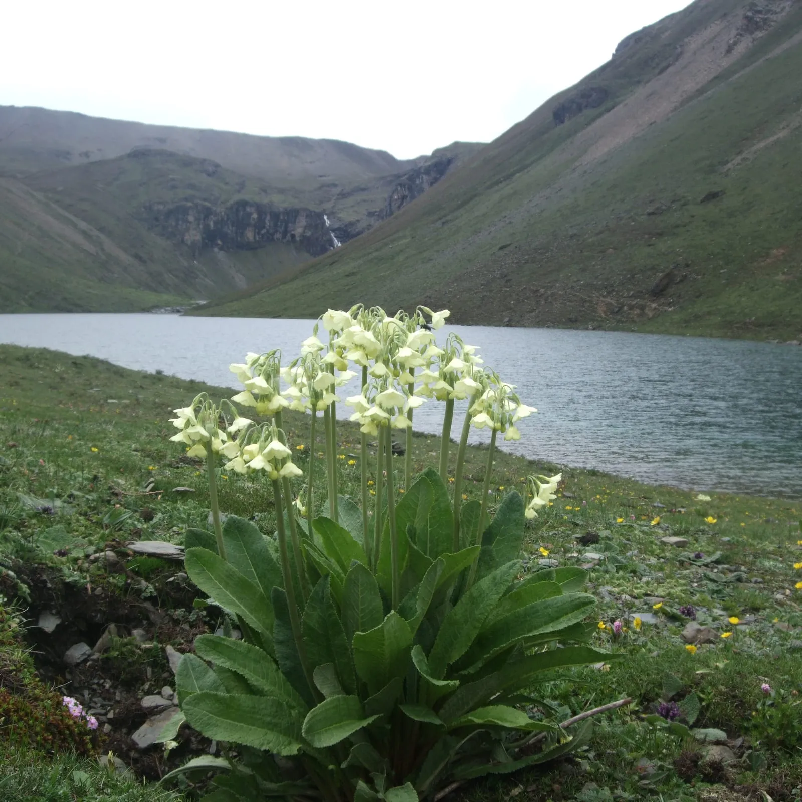 Alpine primulas above a high lake
