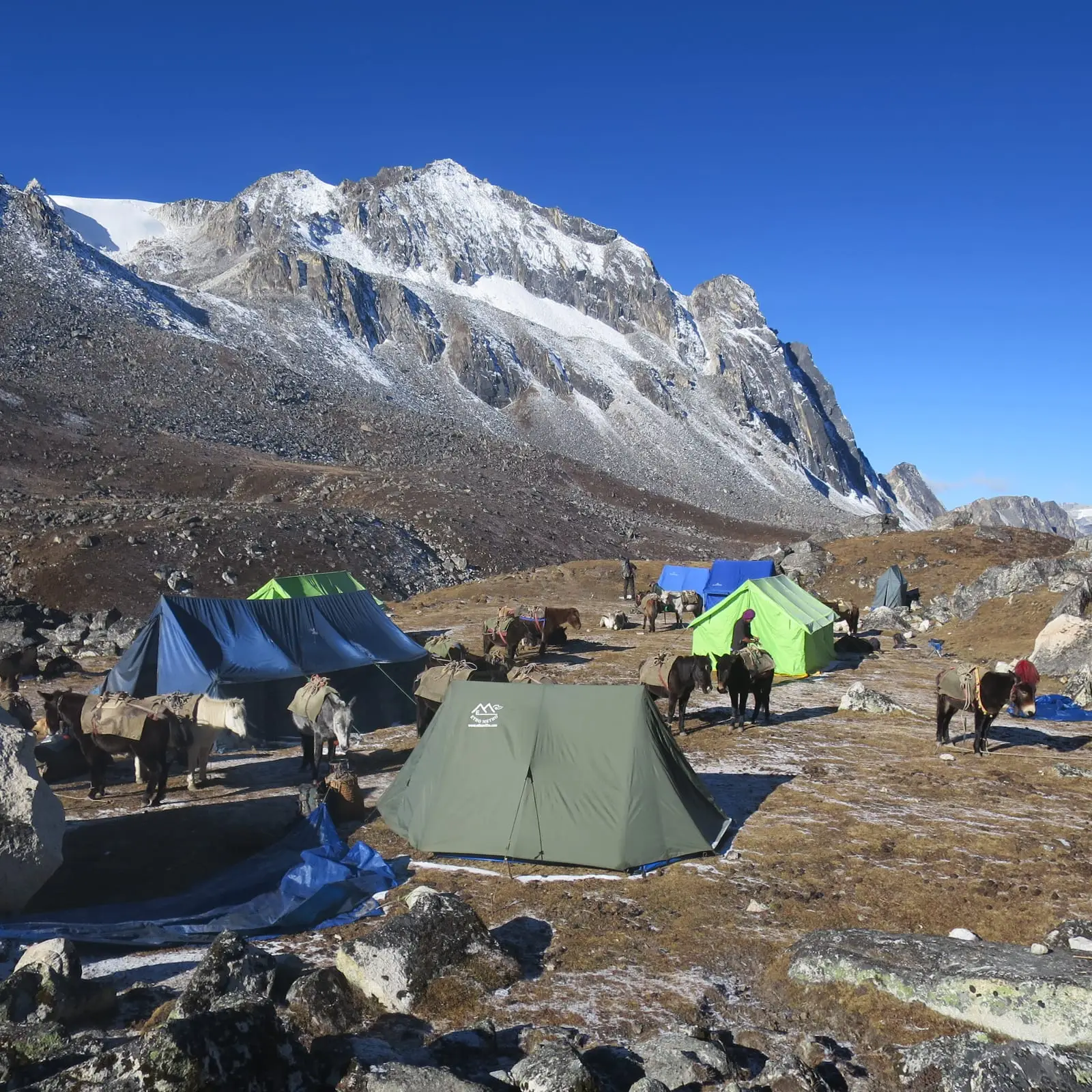 A frosty morning camp with ponies in the highlands