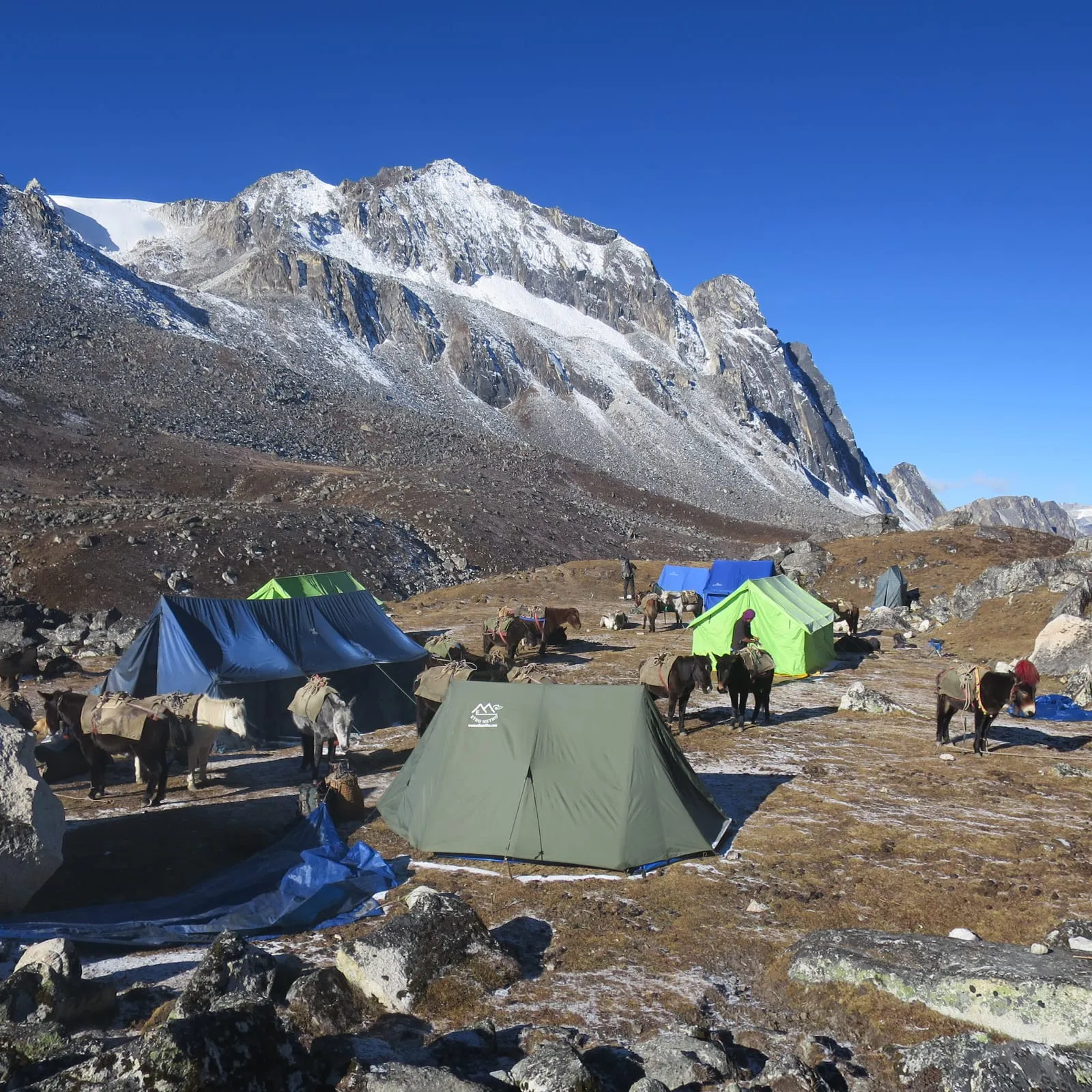 A frosty morning camp with ponies in the highlands