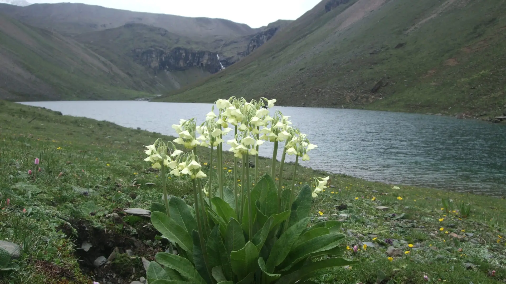 Alpine flowers above a high lake in Jigme Dorji National Park