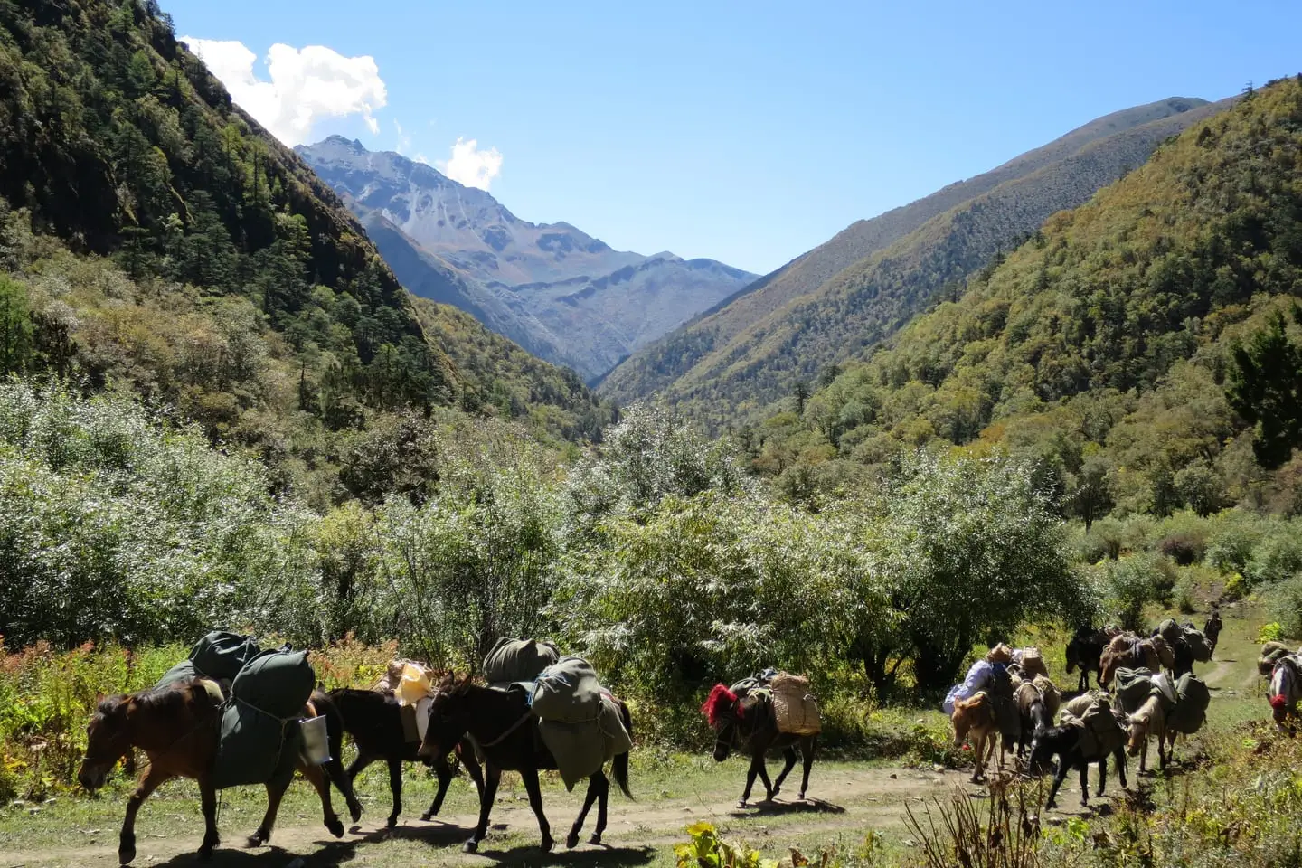 Trekkers and pack ponies on the trail to Jangothang