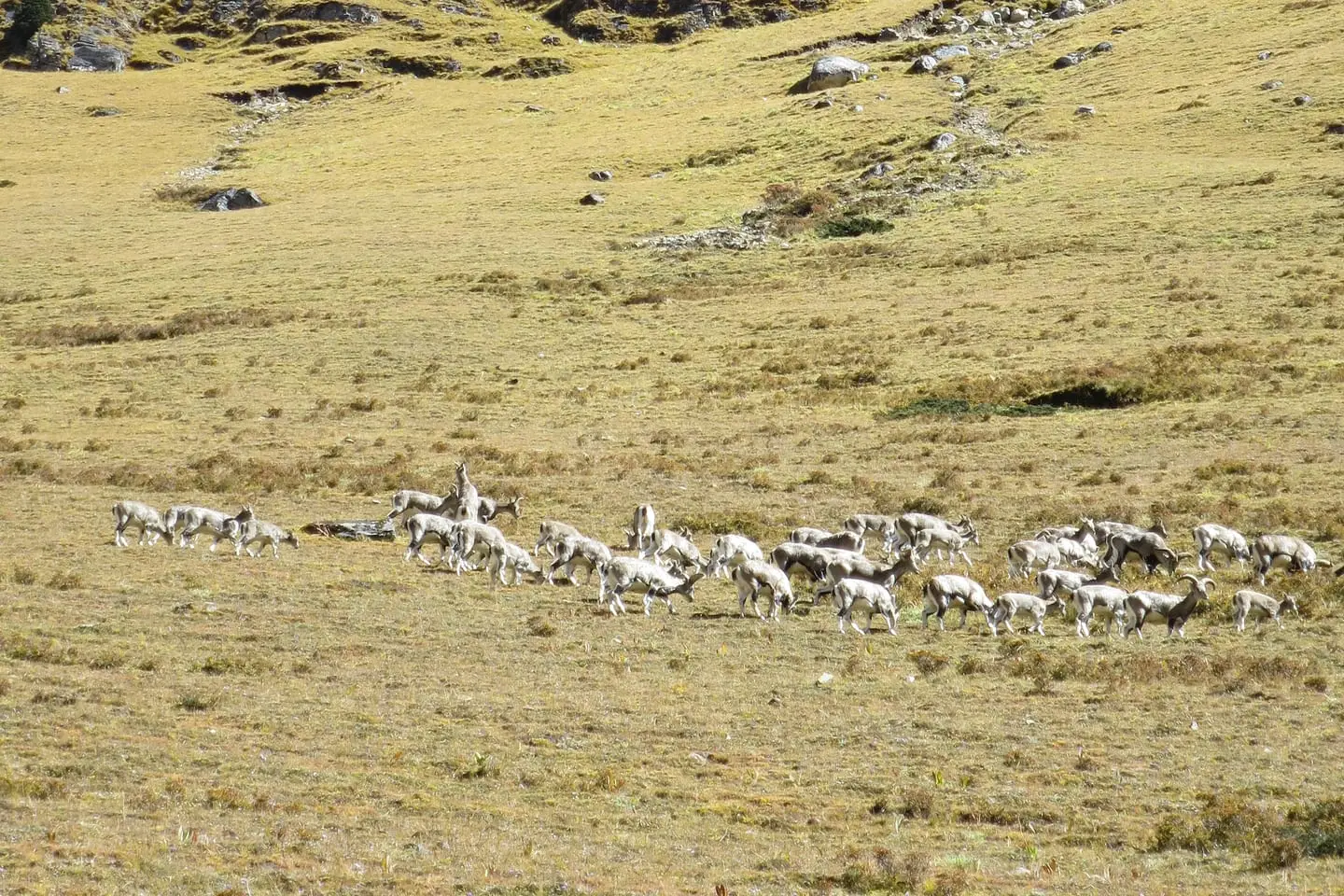 Blue sheep grazing beneath a rocky peak